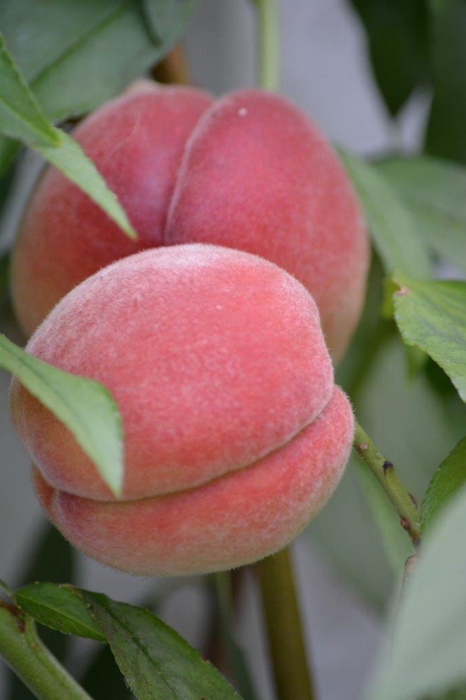 Gardens - Newton House - Newton Surmaville