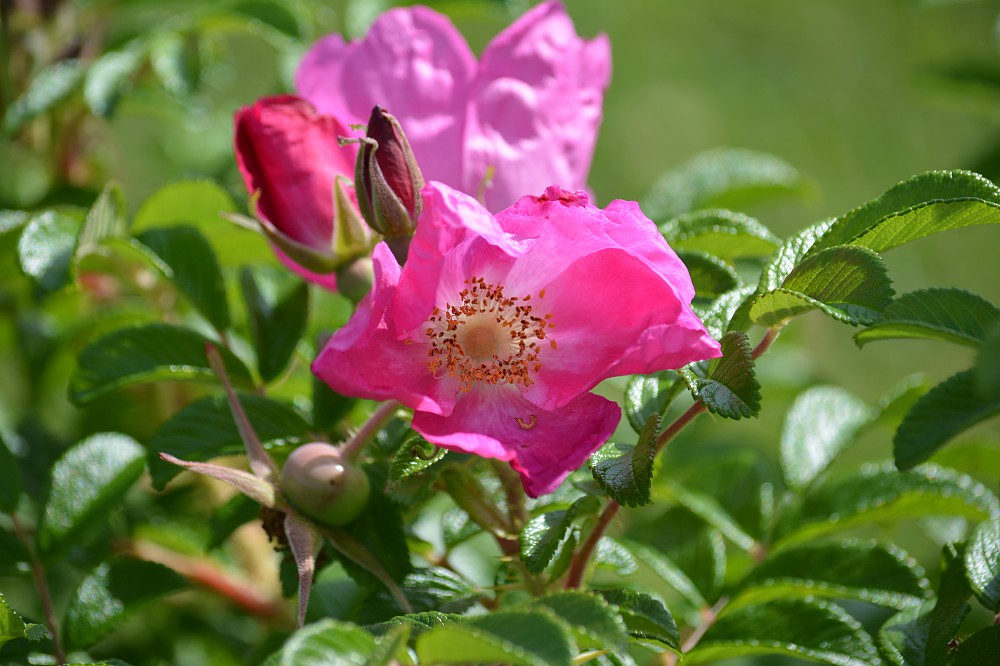 Newton House - Newton Surmaville