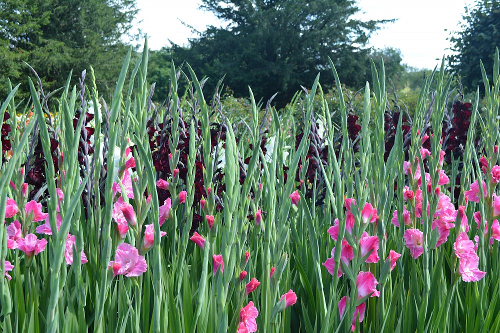 Newton House - Newton Surmaville