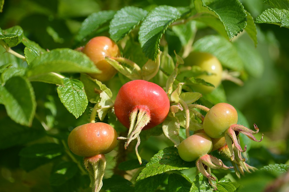 Newton House - Newton Surmaville