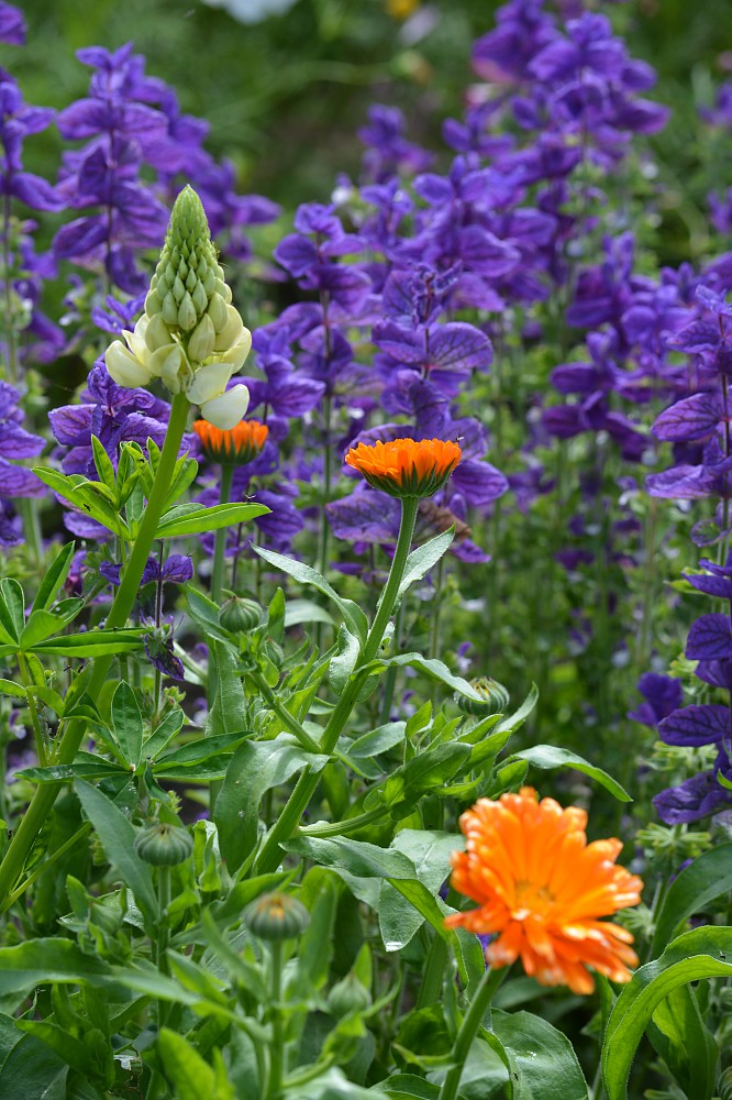 Newton House - Newton Surmaville