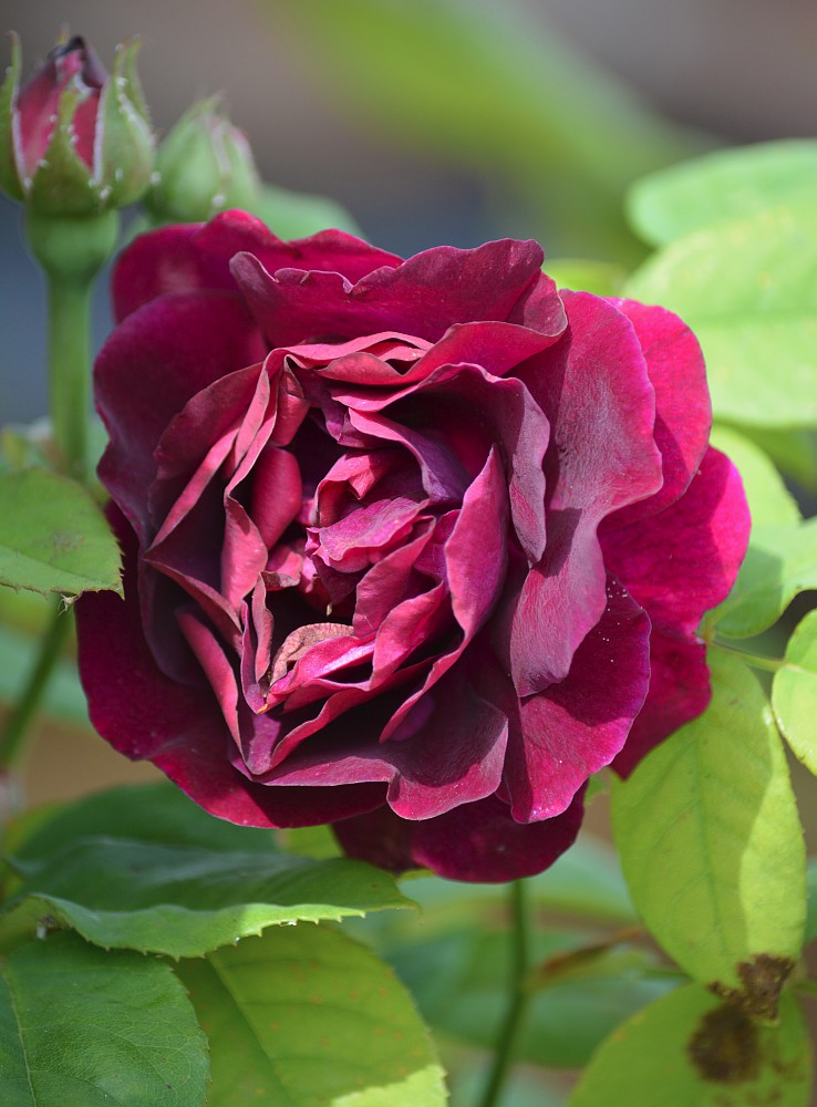 Newton House - Newton Surmaville